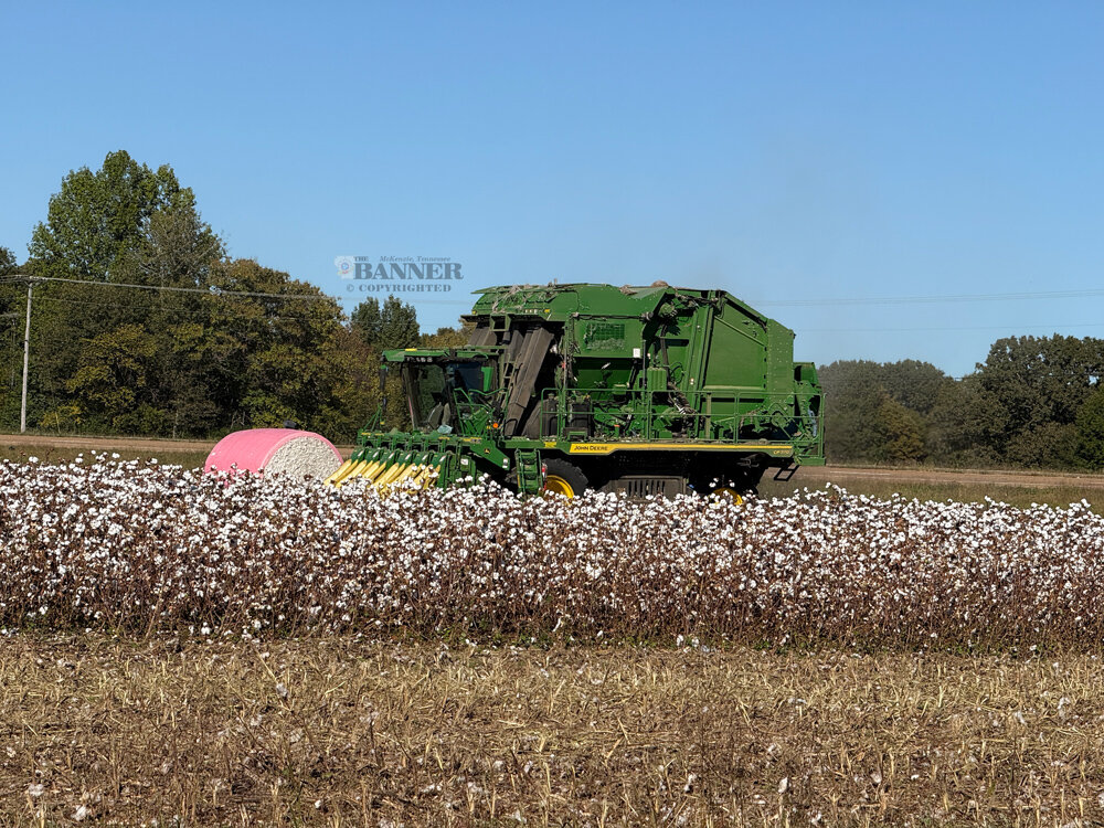 20241021-154020-a74-web2-cotton_picker_IMG_1935.jpg