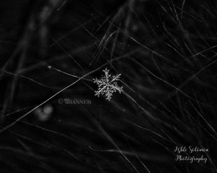 20250224-141804-dd8-web2-snow-flake-solomon.jpg