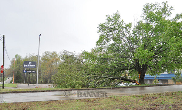 20250407-154556-2ec-web2-storm-tree-Hdon-PO-DSC_0041.jpg