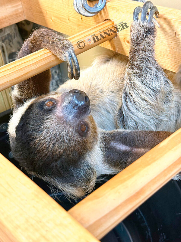 20251208-133105-c26-web2-bu-sloth-patches-sloth-IMG_7905.jpg