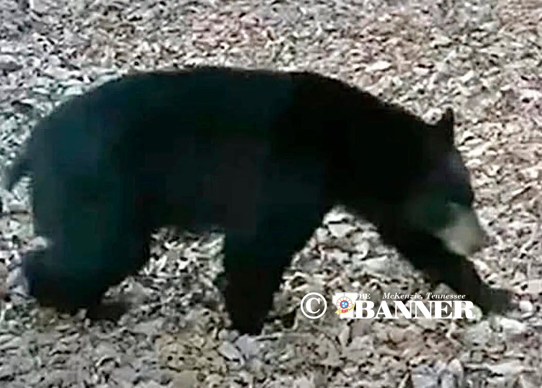 Black Bear Spotted in Piney Campground Area