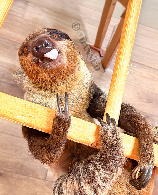 20260303-095728-343-web2-sloth-hanging-IMG_7679.jpg
