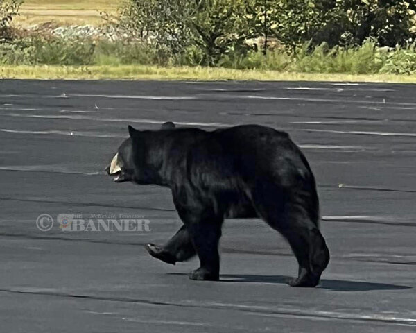 Bear Wanders Henry County