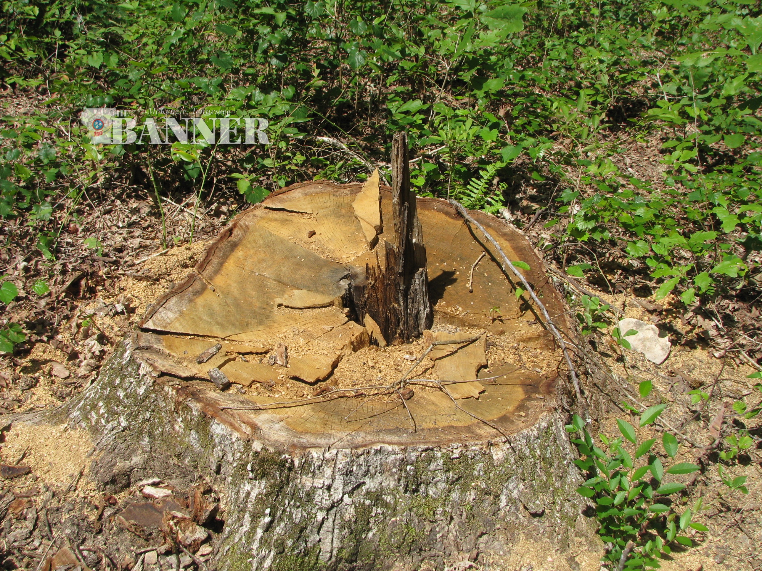 Kentucky Man Ordered to Pay $15K for Henry County Timber Theft