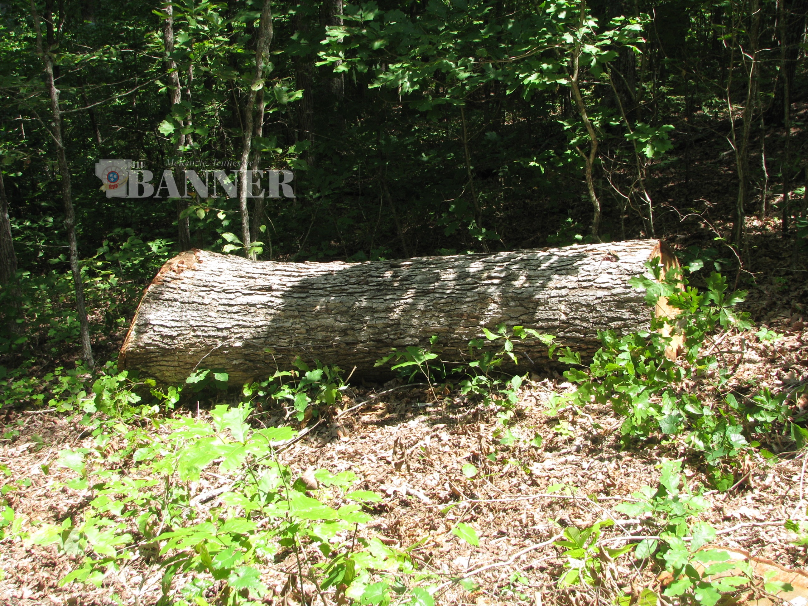 ACU Henry Co Timber Theft image1