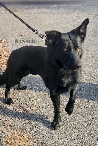 McKenzie Police Department’s K9 Toby to Receive Body Armor Donation