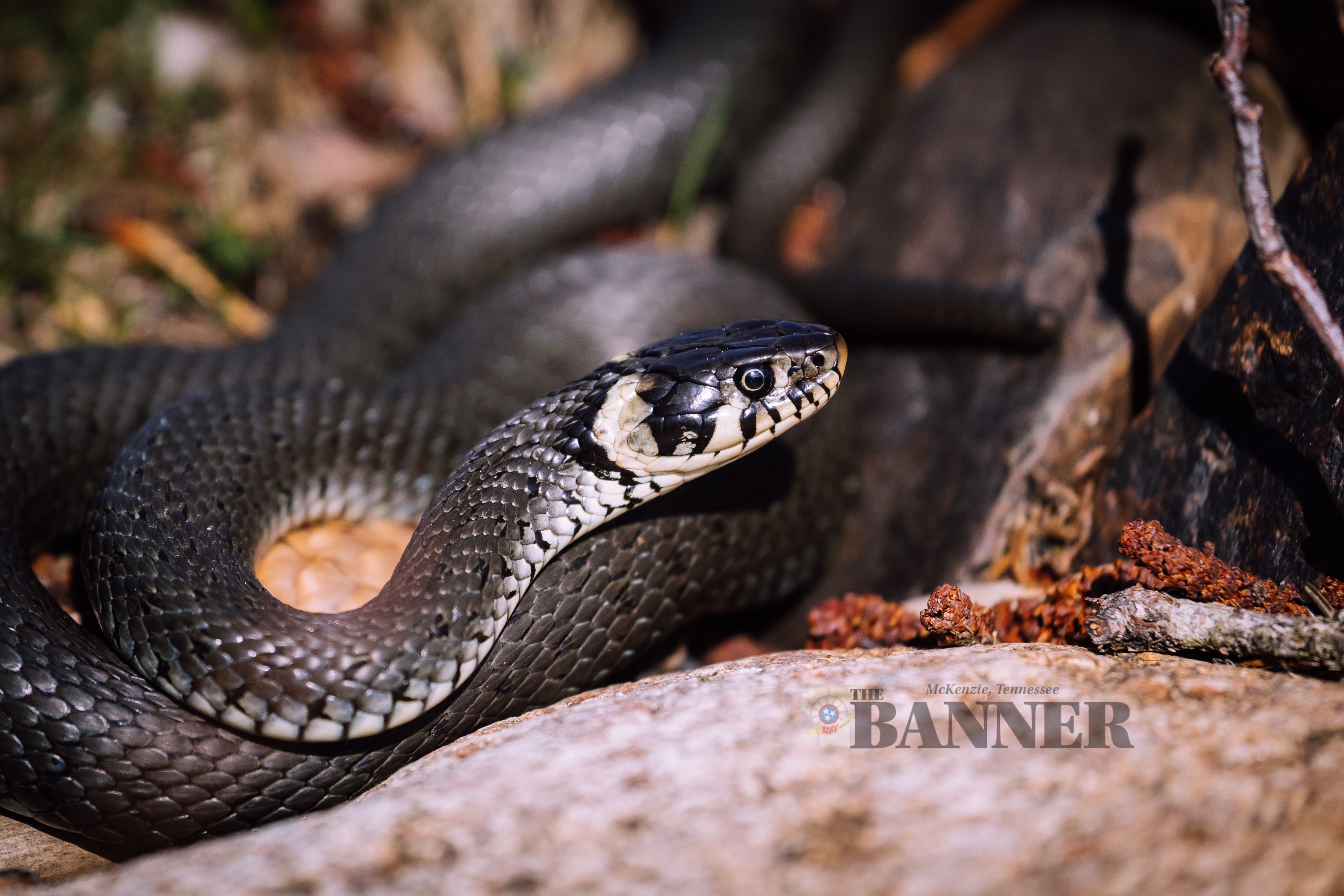 Keeping Snakes Away